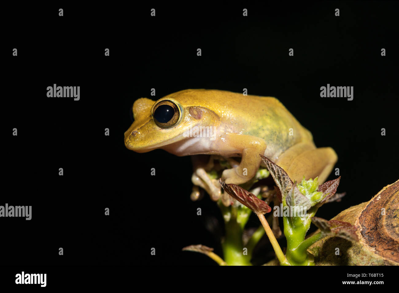 Grenouille magnifique Boophis rhodoscelis Madagascar Banque D'Images