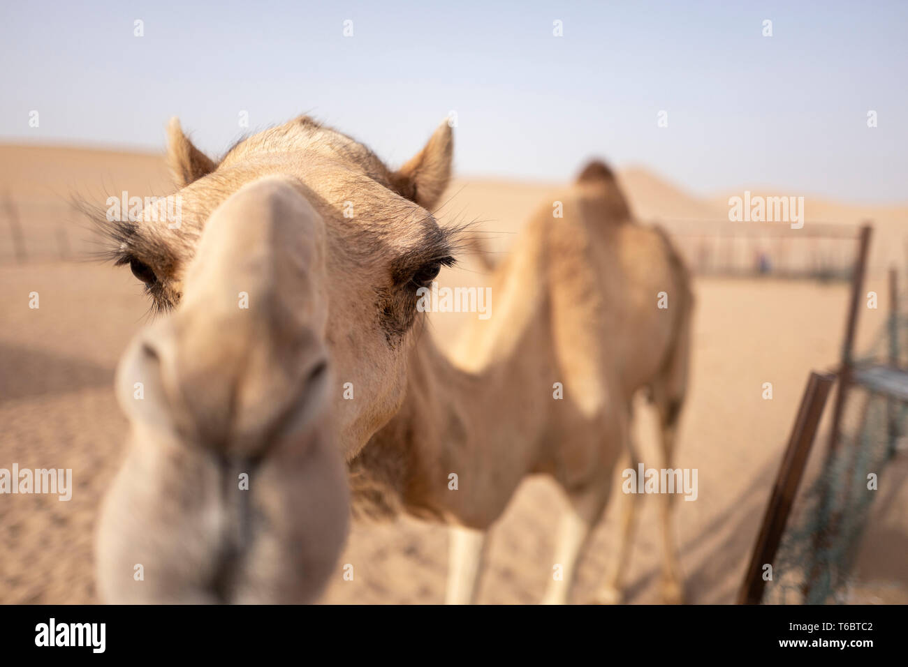 Arabian dromadaire à Abu Dhabi, Émirats arabes unis Banque D'Images