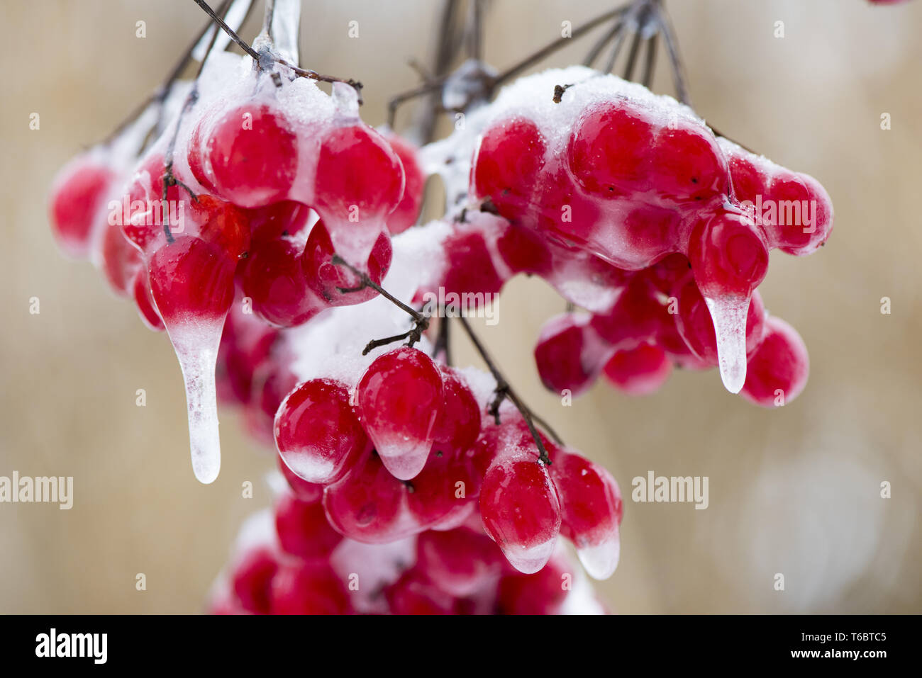 Plante en hiver avec la neige et le givre Banque D'Images