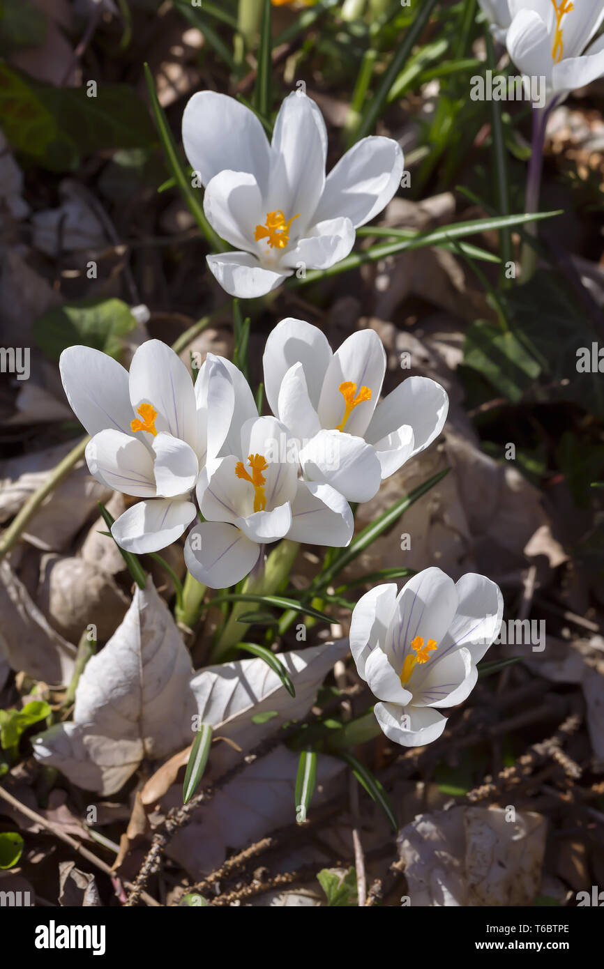 Premières fleurs du printemps, les crocus blanc Banque D'Images