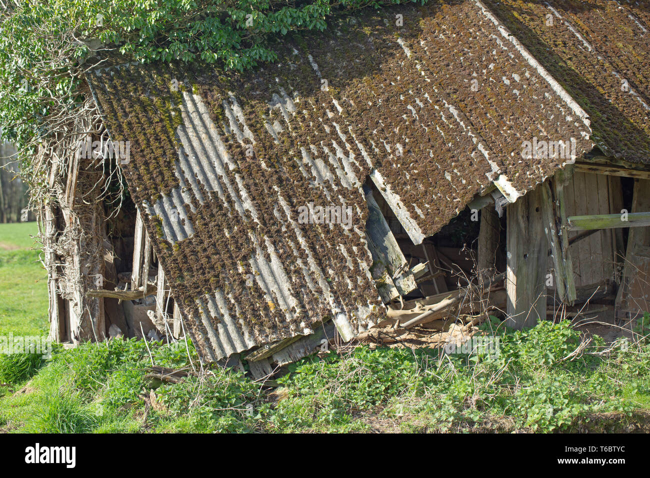 Couverte de l'amiante, l'ancien champ de bovins remise et d'abri. Redondant. Plus utilisé. Dans un champ sur les terres agricoles. La structure de support de bois dans un état d'effondrement. Enveloppé par le lierre (Hedera helix), qui a été supprimé de la hauteur par le cerf (Cervus elaphus). Utilisation occasionnelle par l'Effraie des clochers (Tyto alba), comme un maître. ​ Banque D'Images