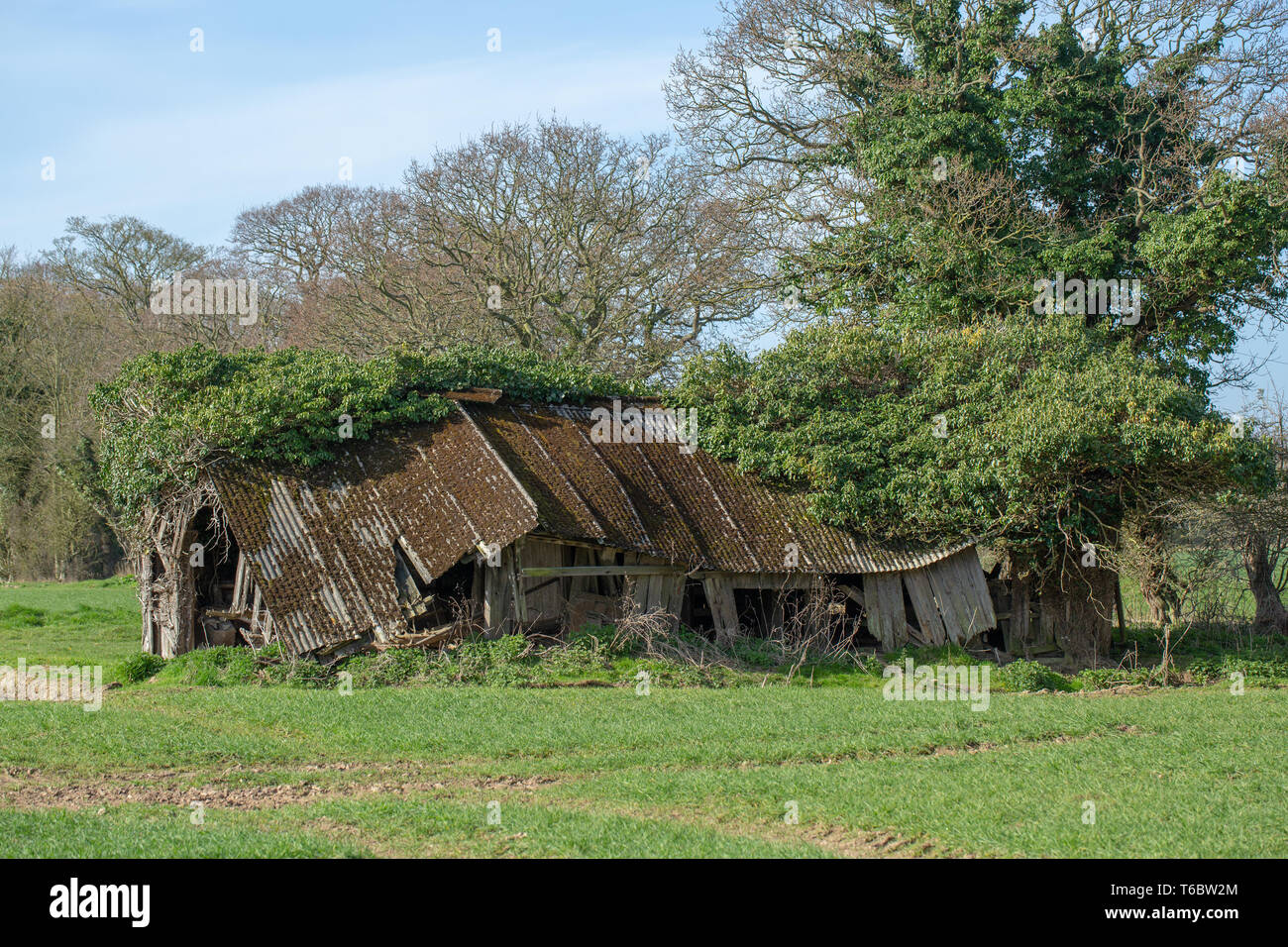 Couverte de l'amiante, l'ancien champ de bovins remise et d'abri. Redondant. Plus utilisé. Dans un champ sur les terres agricoles. La structure de support de bois dans un état d'effondrement. Enveloppé par le lierre (Hedera helix), qui a été supprimé de la hauteur par le cerf (Cervus elaphus). Utilisation occasionnelle par l'Effraie des clochers (Tyto alba), comme un maître. ​ Banque D'Images
