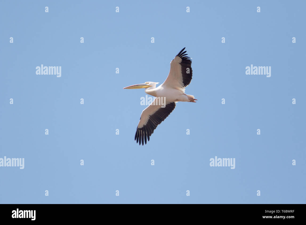 Great White Pelican Banque D'Images