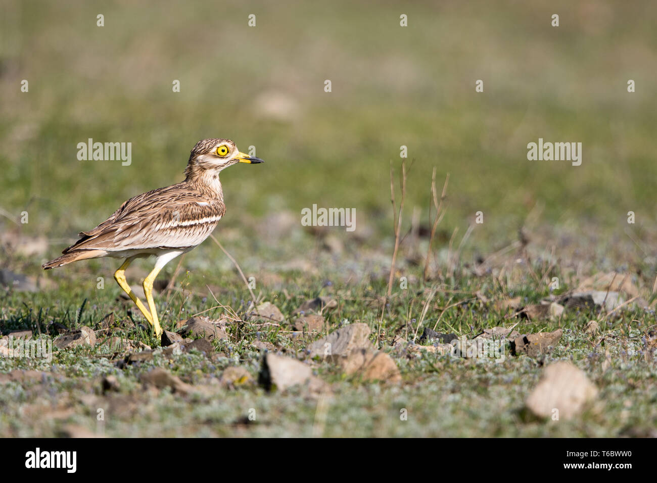 Oedicnème criard eurasien Banque D'Images