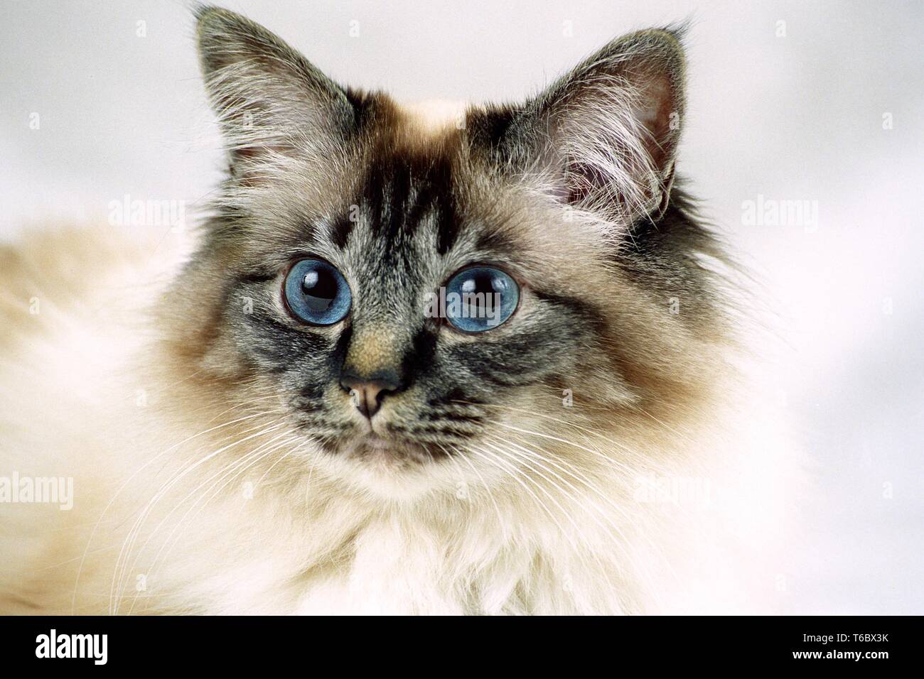 Seal tabby point Banque de photographies et d’images à haute résolution