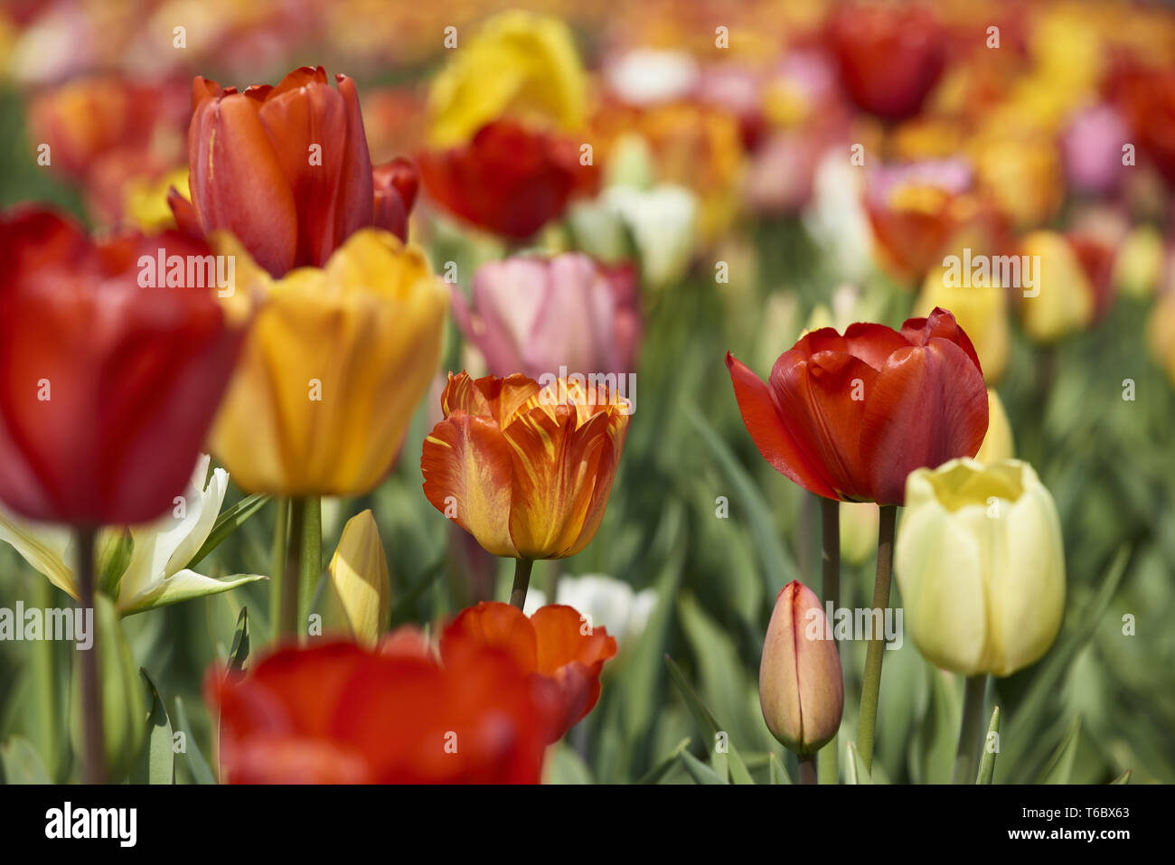 Saison de floraison des tulipes aux Pays-Bas, Europe Banque D'Images