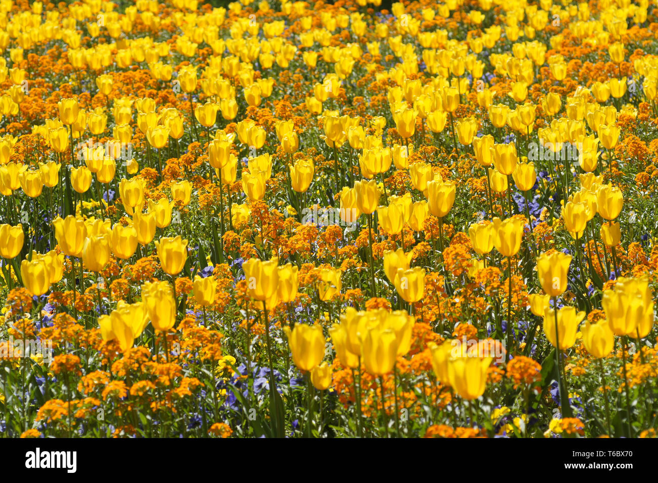 Saison de floraison des tulipes aux Pays-Bas, Europe Banque D'Images