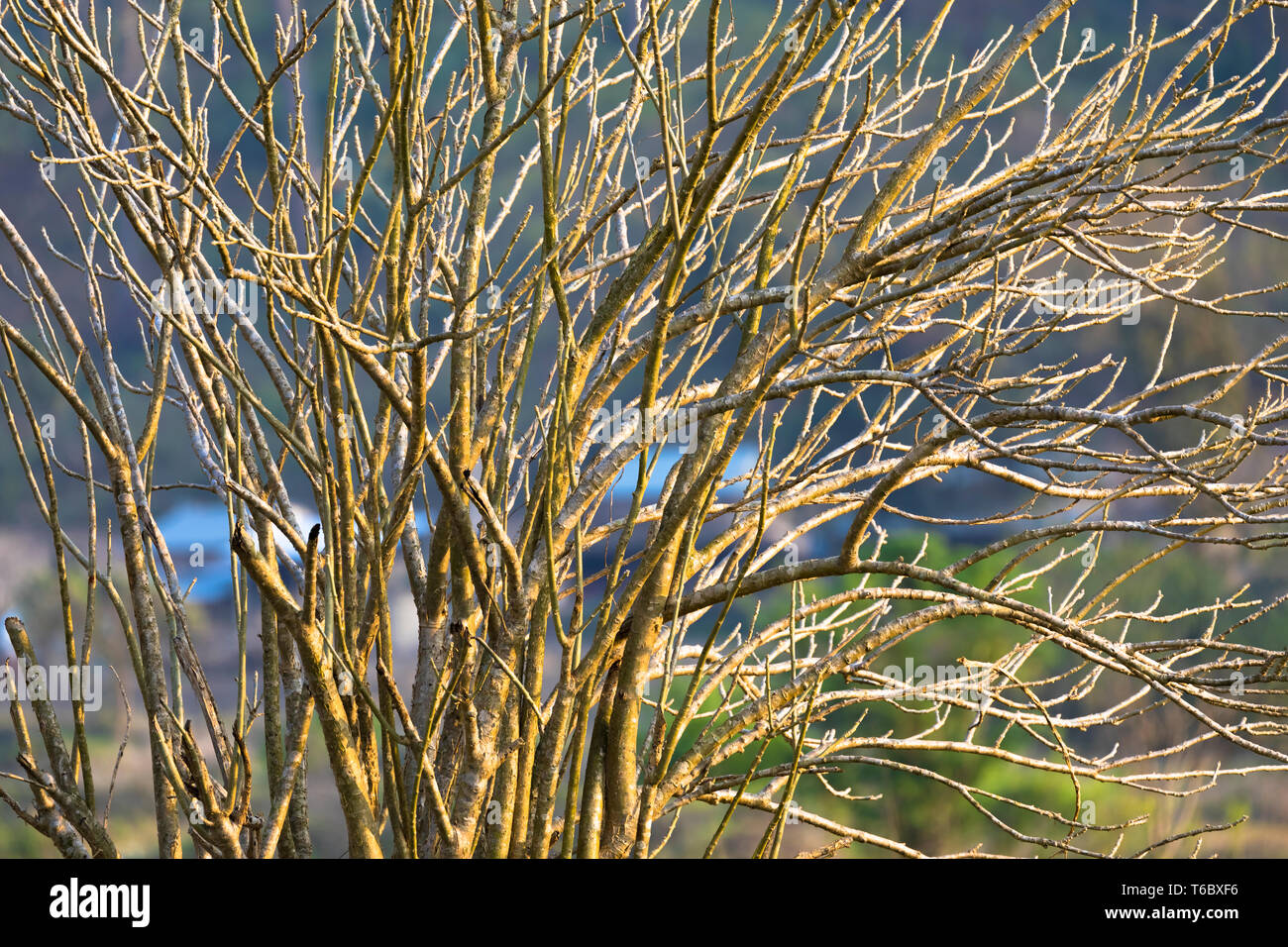 Les branches d'arbres sans feuilles région rurale au Népal Banque D'Images