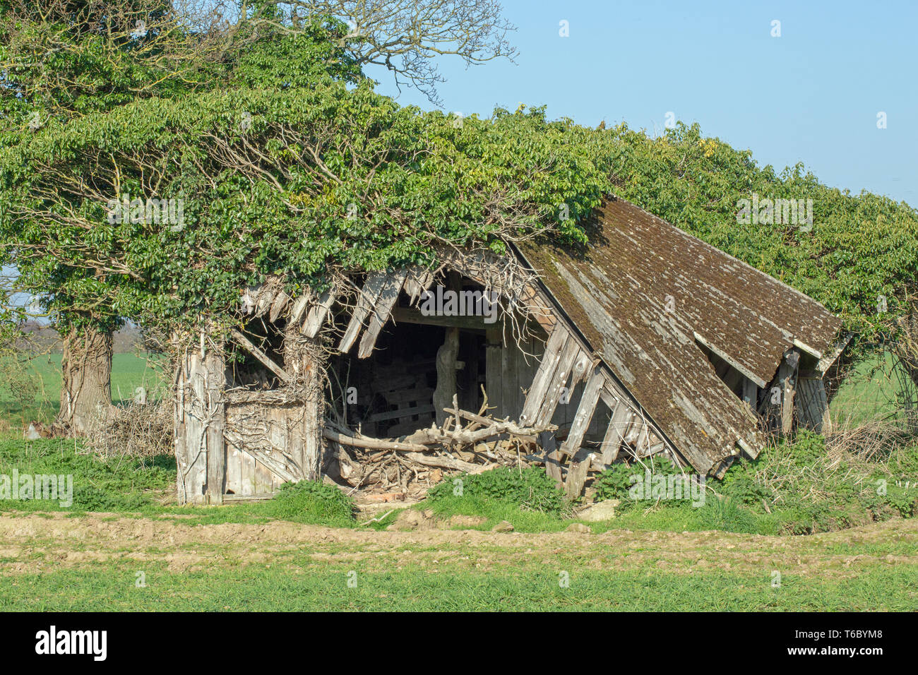 Couverte de l'amiante, l'ancien champ de bovins remise et d'abri. Redondant. Plus utilisé. Dans un champ sur les terres agricoles. La structure de support de bois dans un état d'effondrement. Enveloppé par le lierre (Hedera helix), qui a été supprimé de la hauteur par le cerf (Cervus elaphus). Utilisation occasionnelle par l'Effraie des clochers (Tyto alba), comme un maître. ​ Banque D'Images