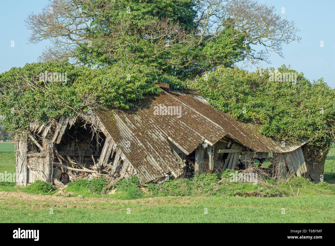 Couverte de l'amiante, l'ancien champ de bovins remise et d'abri. Redondant. Plus utilisé. Dans un champ sur les terres agricoles. La structure de support de bois dans un état d'effondrement. Enveloppé par le lierre (Hedera helix), qui a été supprimé de la hauteur par le cerf (Cervus elaphus). Utilisation occasionnelle par l'Effraie des clochers (Tyto alba), comme un maître. ​ Banque D'Images