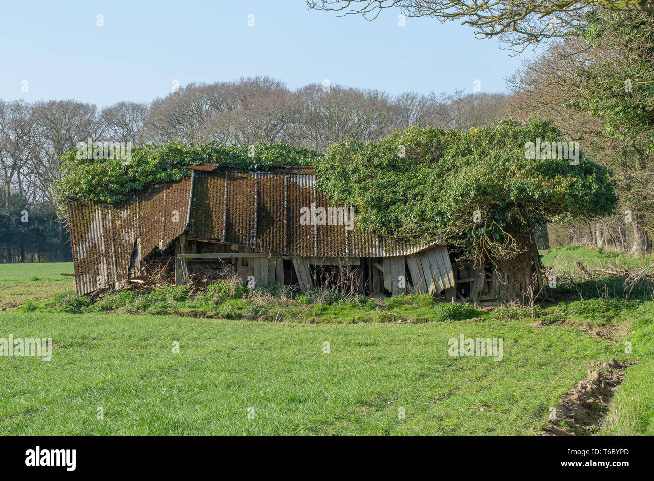 ​Asbestos sous toit, ancien champ de bovins remise et d'abri. Redondant. Plus utilisé. Dans un champ sur les terres agricoles. La structure de support de bois dans un état d'effondrement. Enveloppé par Ivy qui a été élagué la hauteur par le cerf (Cervus elaphus). Utilisation occasionnelle par l'Effraie des clochers (Tyto alba), comme un maître. Banque D'Images