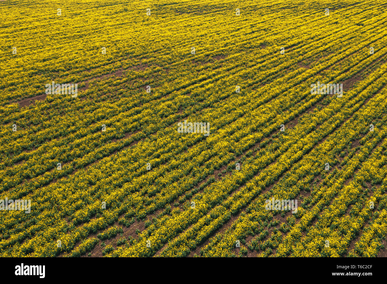 Vue aérienne du champ de colza canola en mauvais état à cause de la sécheresse, l'aridité du climat et de la saison Banque D'Images