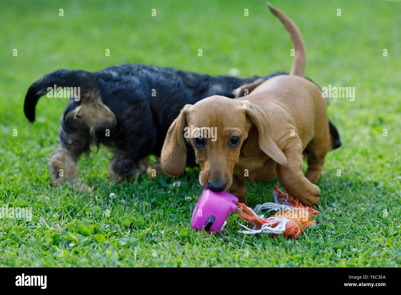 Les petits chiens teckel joue dans le jardin Banque D'Images