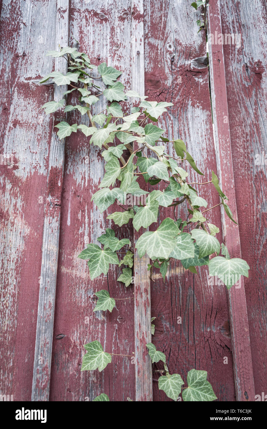 Des feuilles de plantes sur un mur en bois Banque D'Images