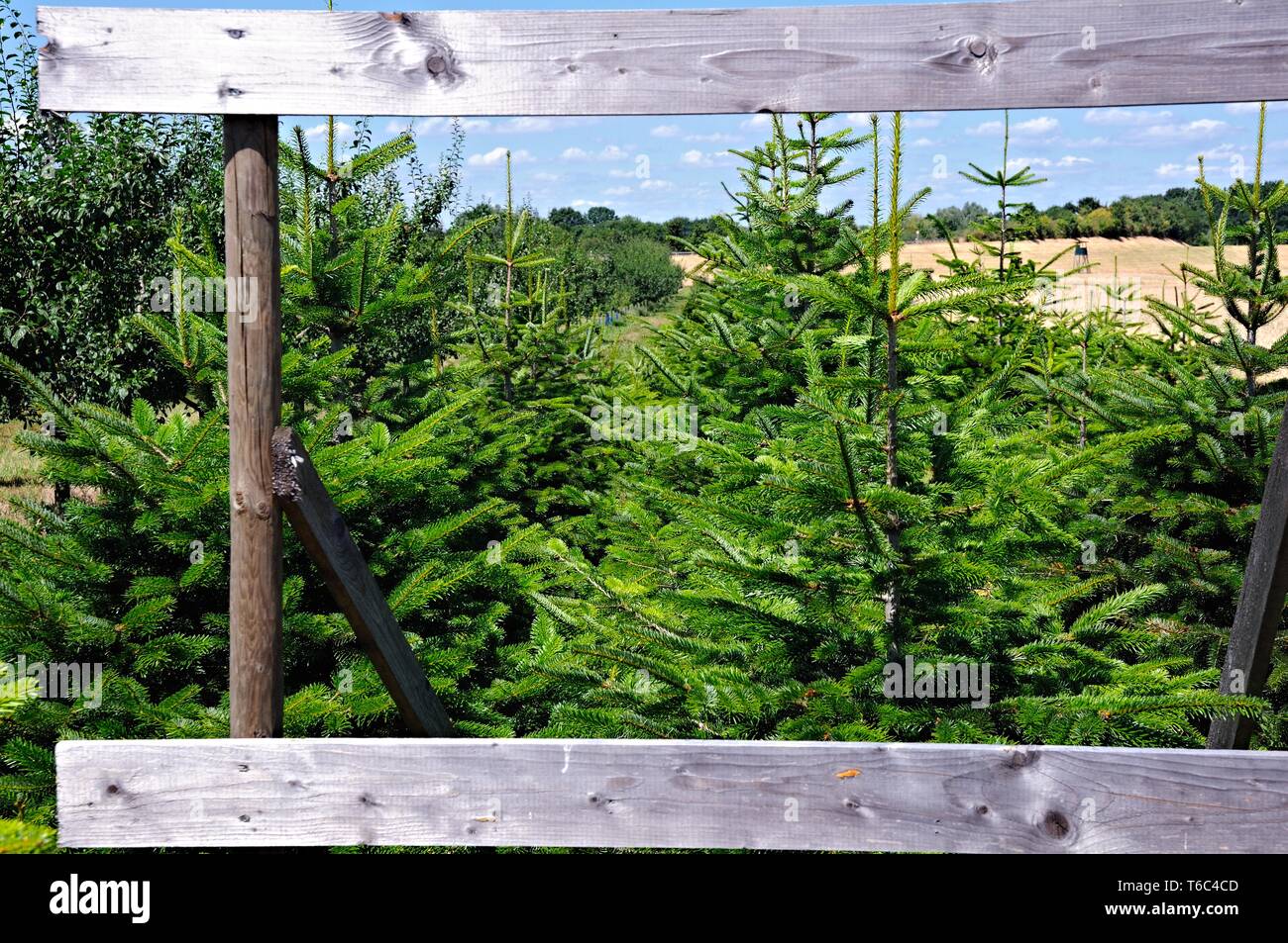 Les arbres de Noël en été Banque D'Images