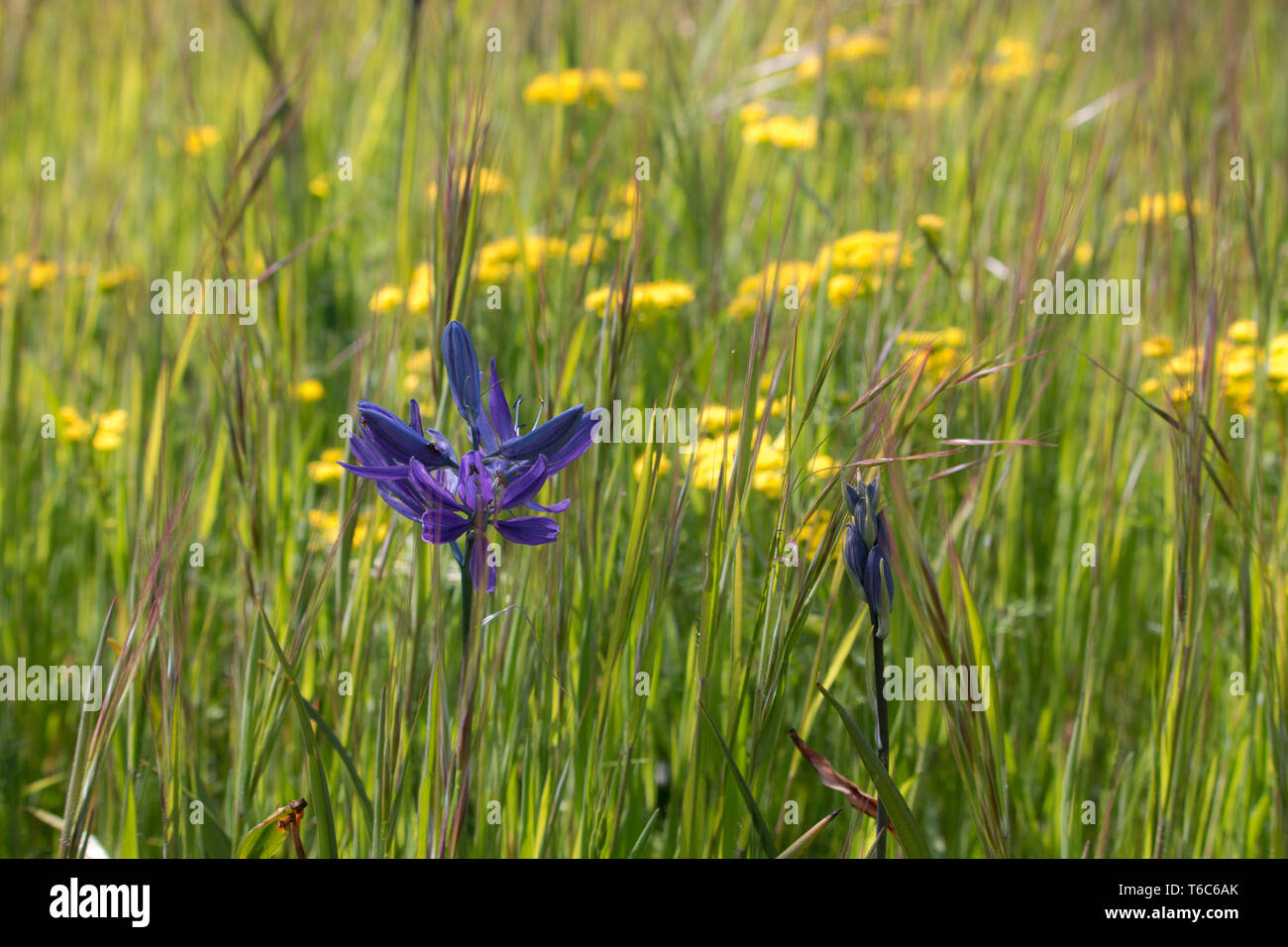 Camas Lily, Camassia, fleurs sauvages pourpres poussant dans la prairie printanière. Banque D'Images