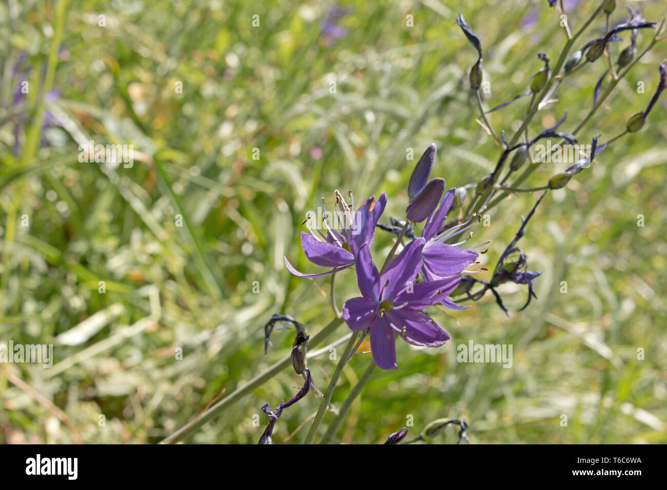 Camas Lily, Camassia, fleurs sauvages pourpres poussant dans la prairie printanière. Banque D'Images