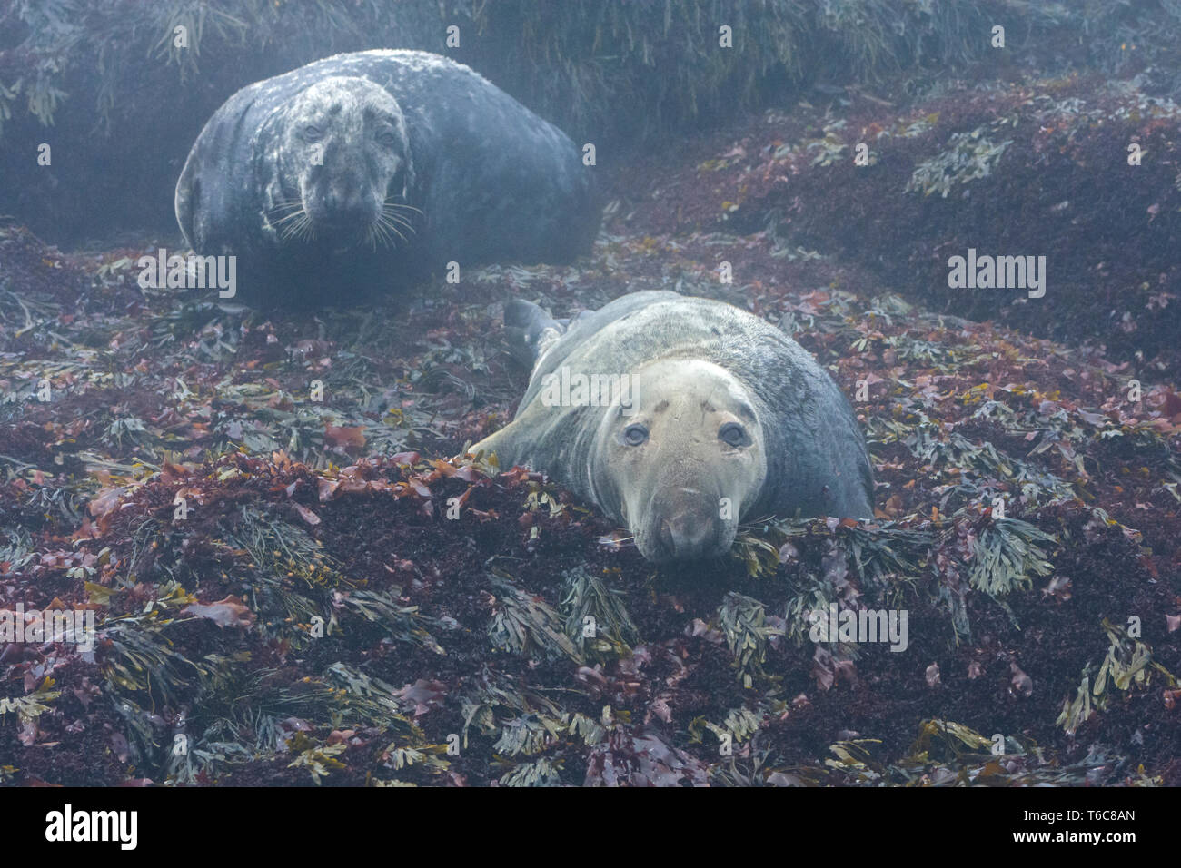 Phoque gris (Halichoerus grypus). Près de l'île Machias Seal Island au large de la côte du Maine. Banque D'Images