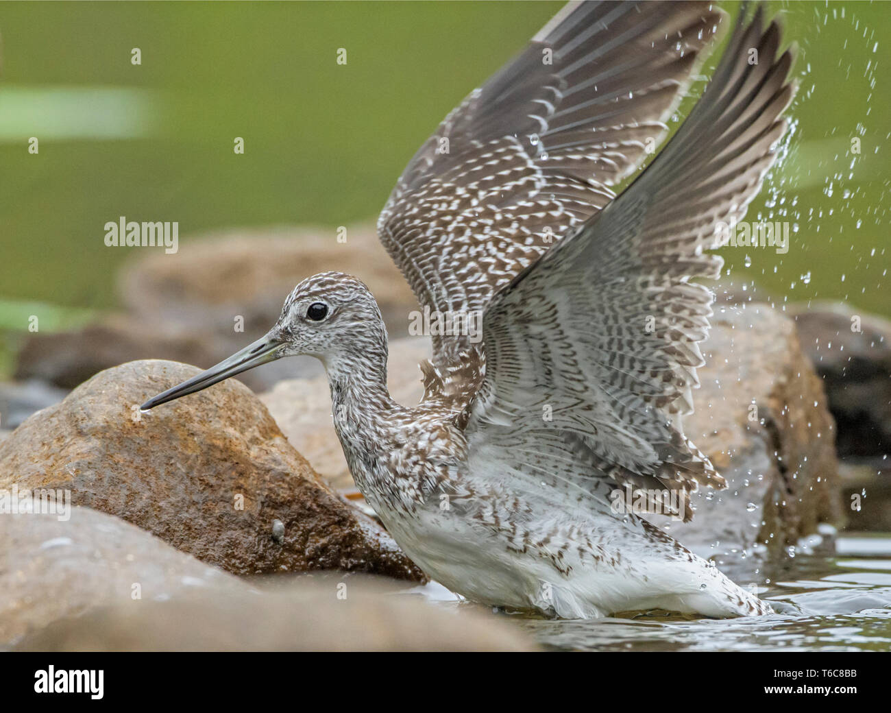 Grand Chevalier (Tringa melanoleuca) la chasse à l'étang de castors. L'Acadia National Park, Maine, USA. Banque D'Images