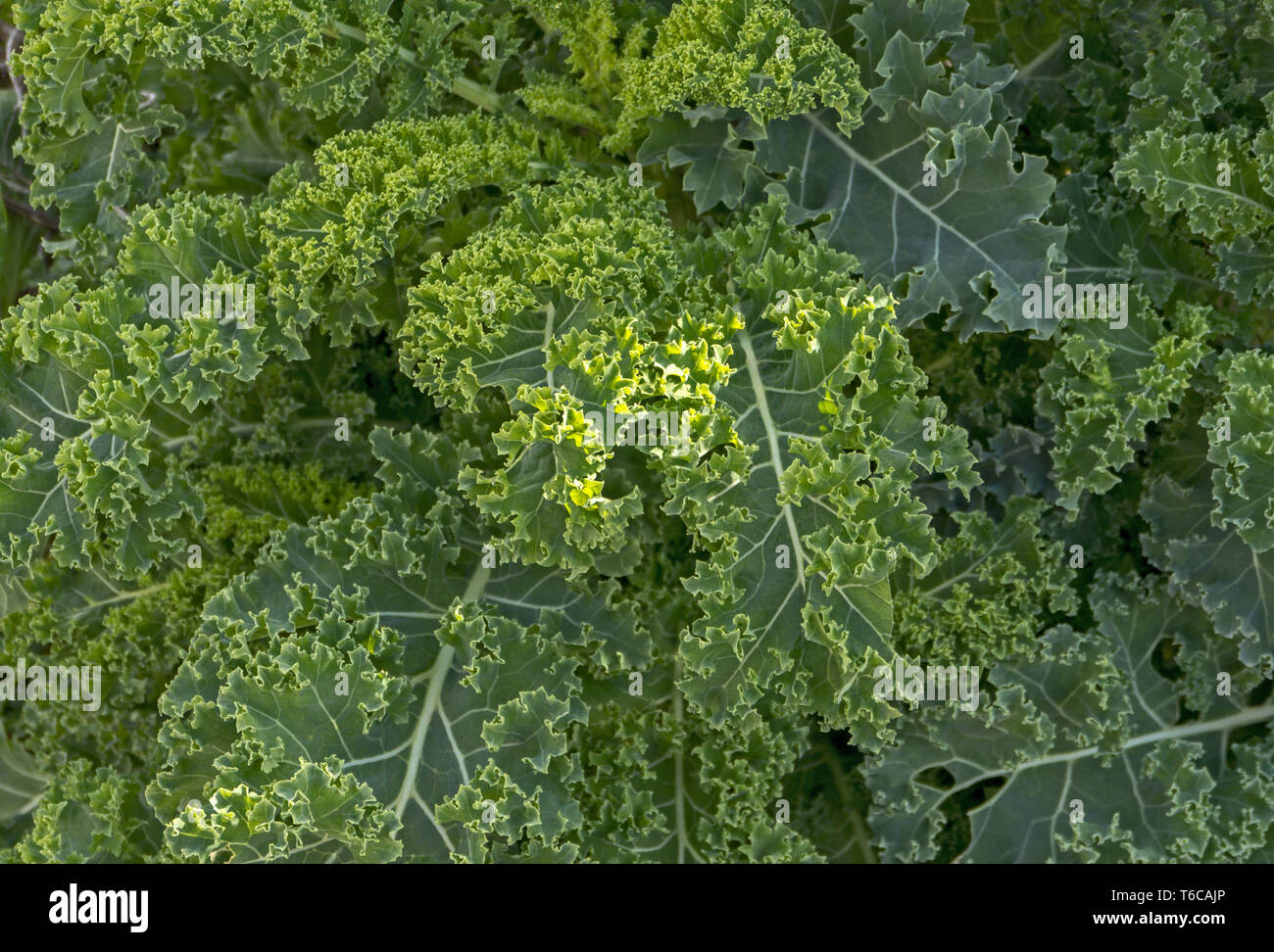 Le chou (Brassica oleracea var. Sabellica L.) Banque D'Images