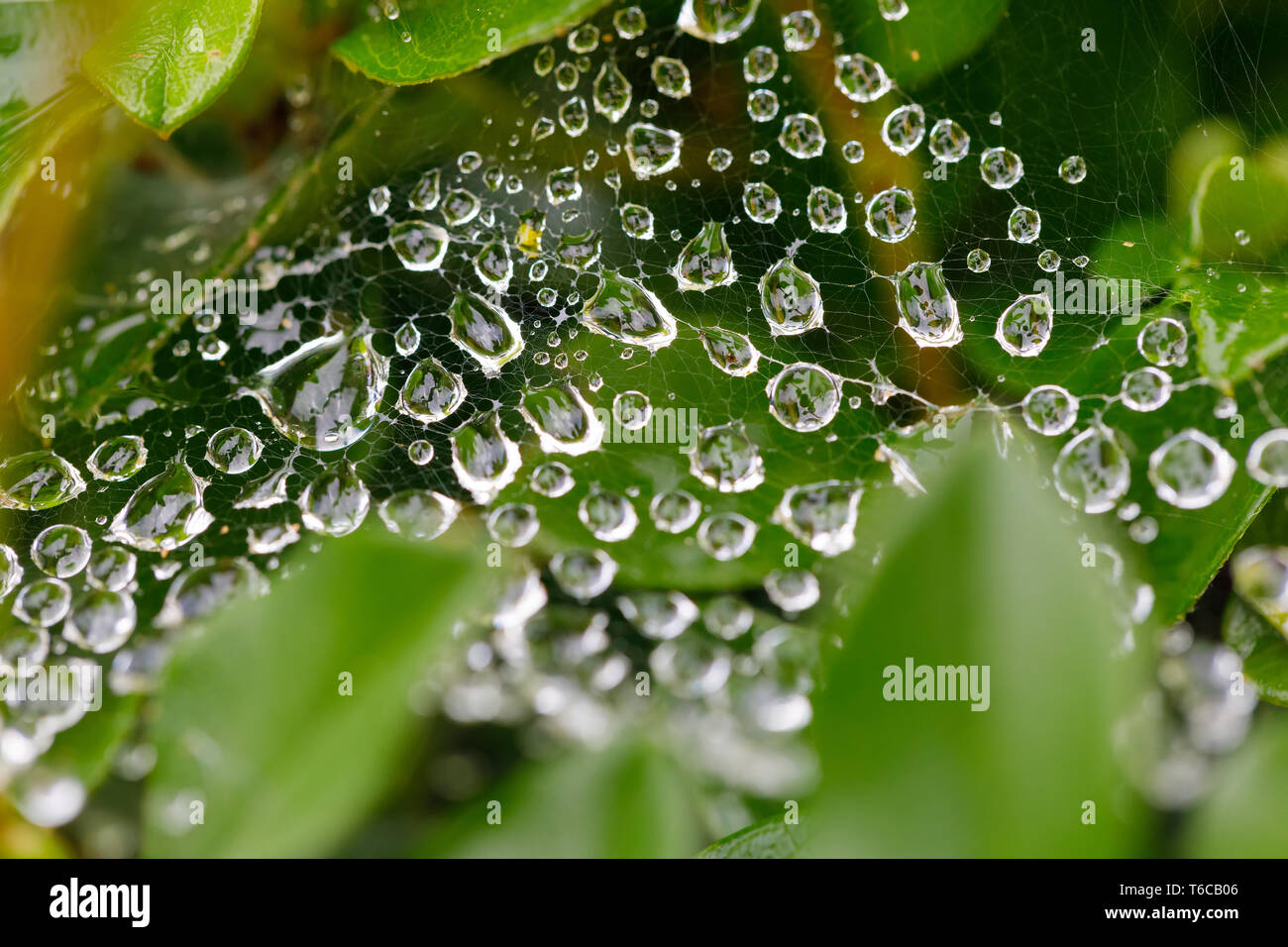 Gouttes d'eau sur spider web Banque D'Images