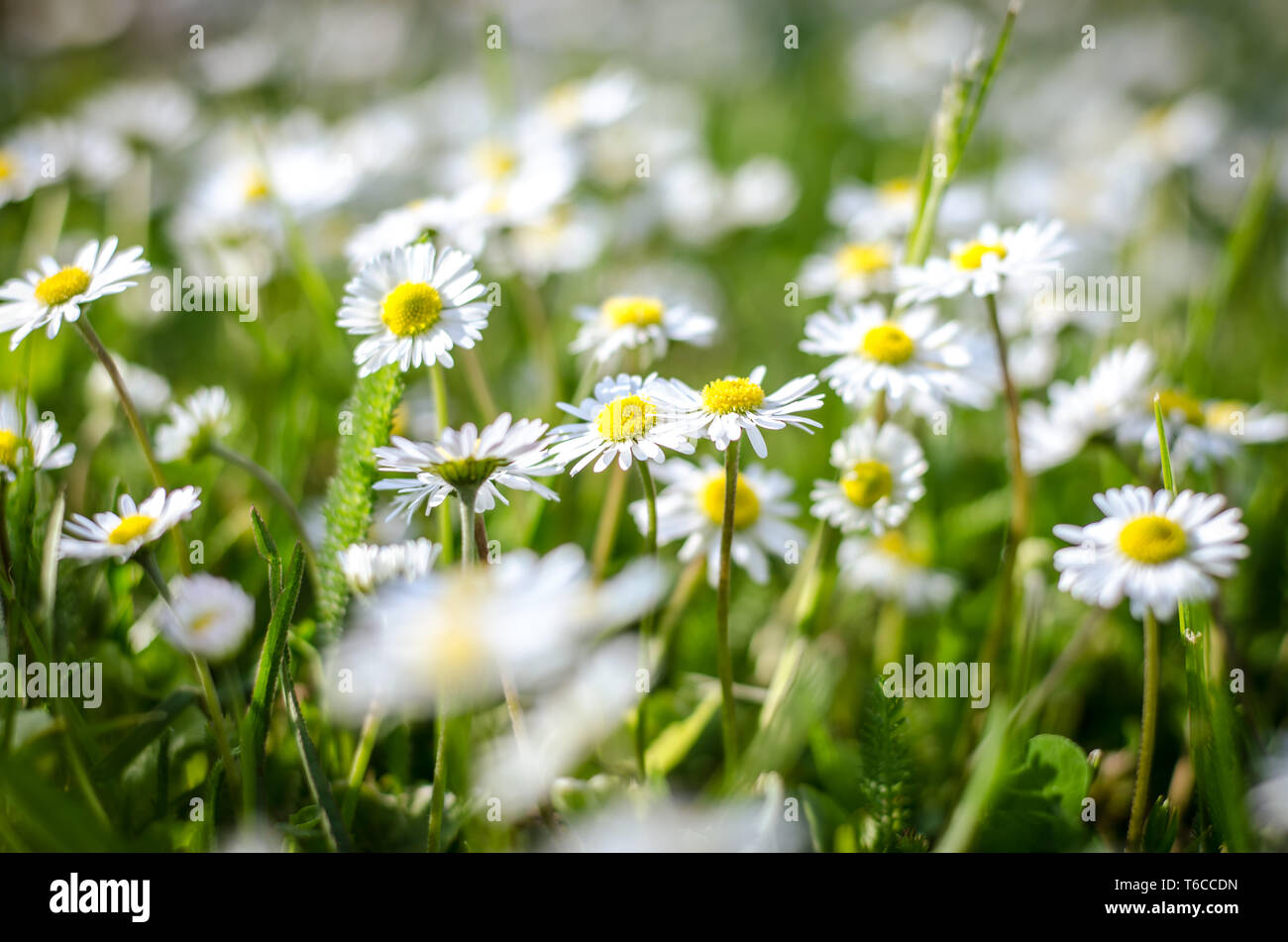 Floraison de fleurs blanc et vert grass meadow Banque D'Images