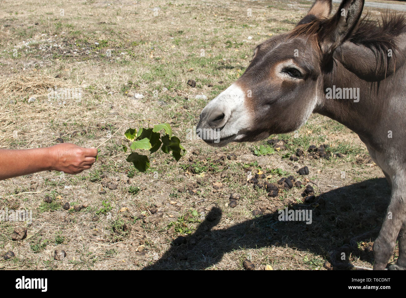 Les droits de l'alimentation à la main avec de l'âne vert brindille de feuilles fraîches Banque D'Images