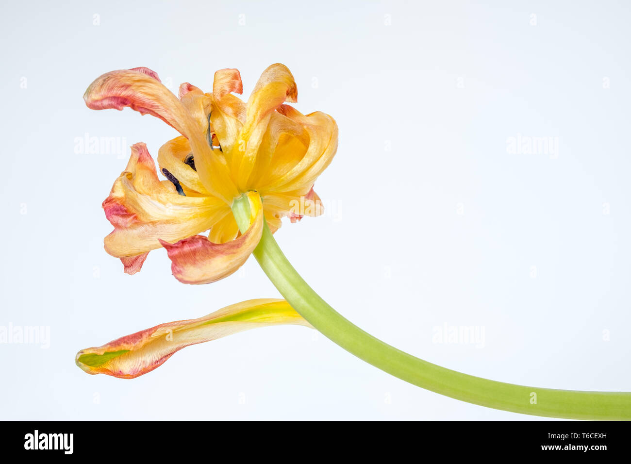 Pétales de tulip - isolé contre fond blanc - à commencer à s'enrouler et se fanent tandis que la fleur vieillit avec élégance Banque D'Images