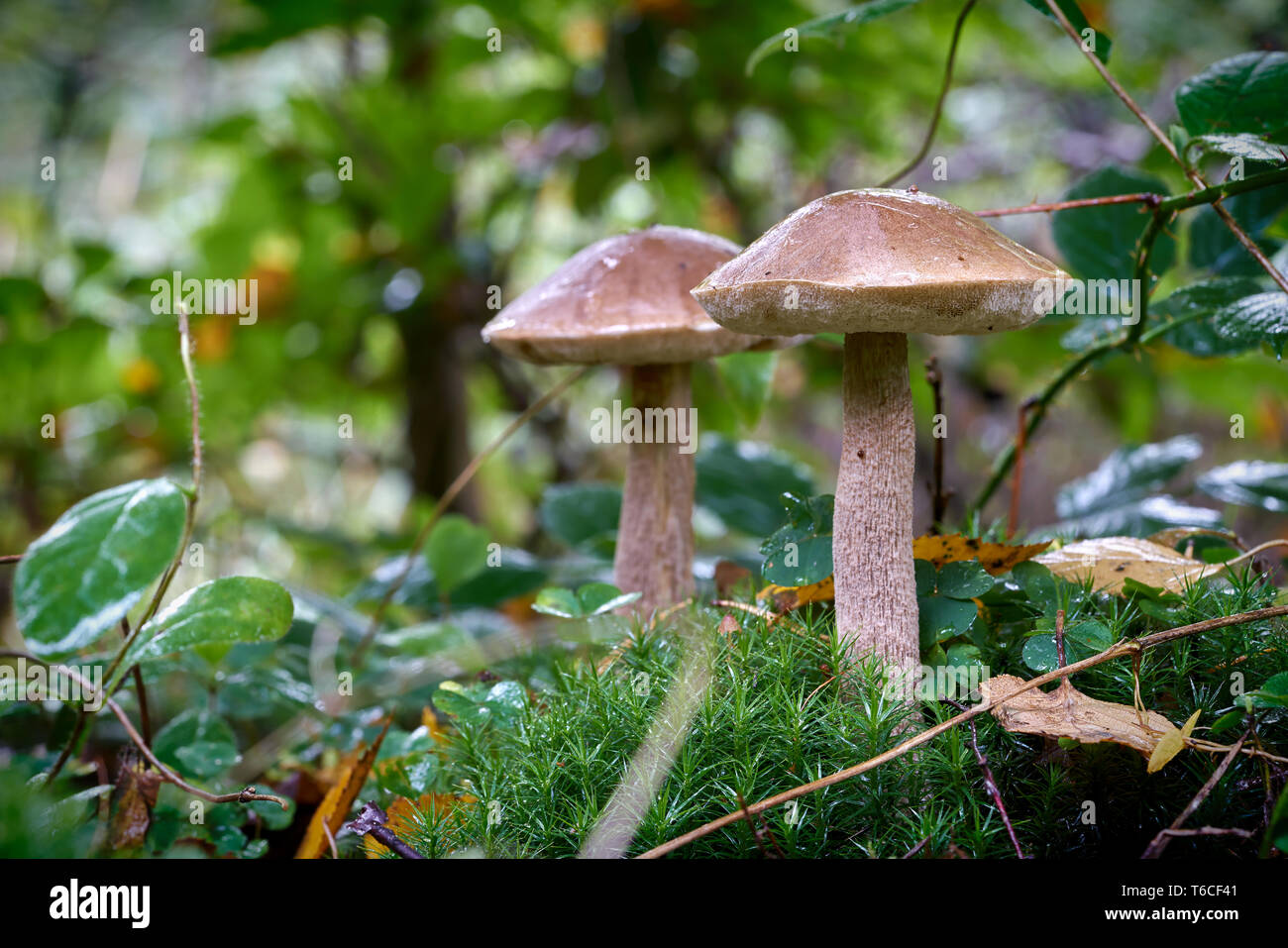 Les champignons de bouleau sur le sol de la forêt en automne Banque D'Images