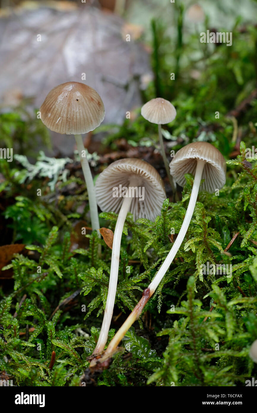 Bonnet champignons, Mycena metata Banque D'Images