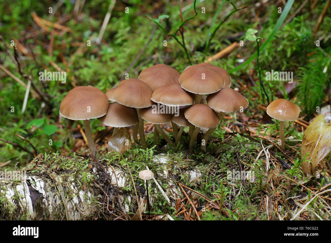 Brittlestem champignon, Psathyrella sp, à partir de la Finlande aux champignons sauvages Banque D'Images