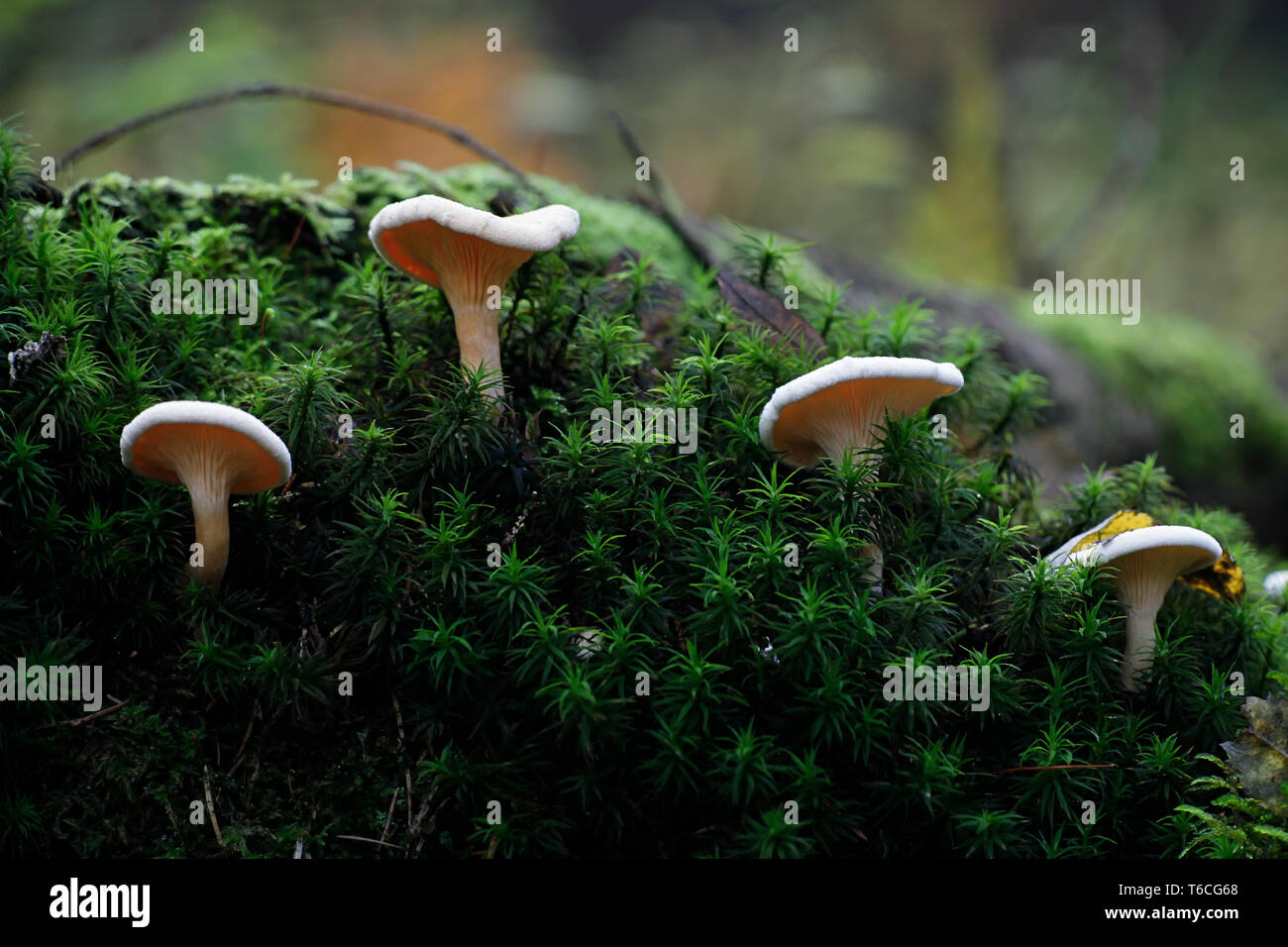 Fausse girolle, Hygrophoropsis aurantiaca, champignons sauvages de Finlande Banque D'Images