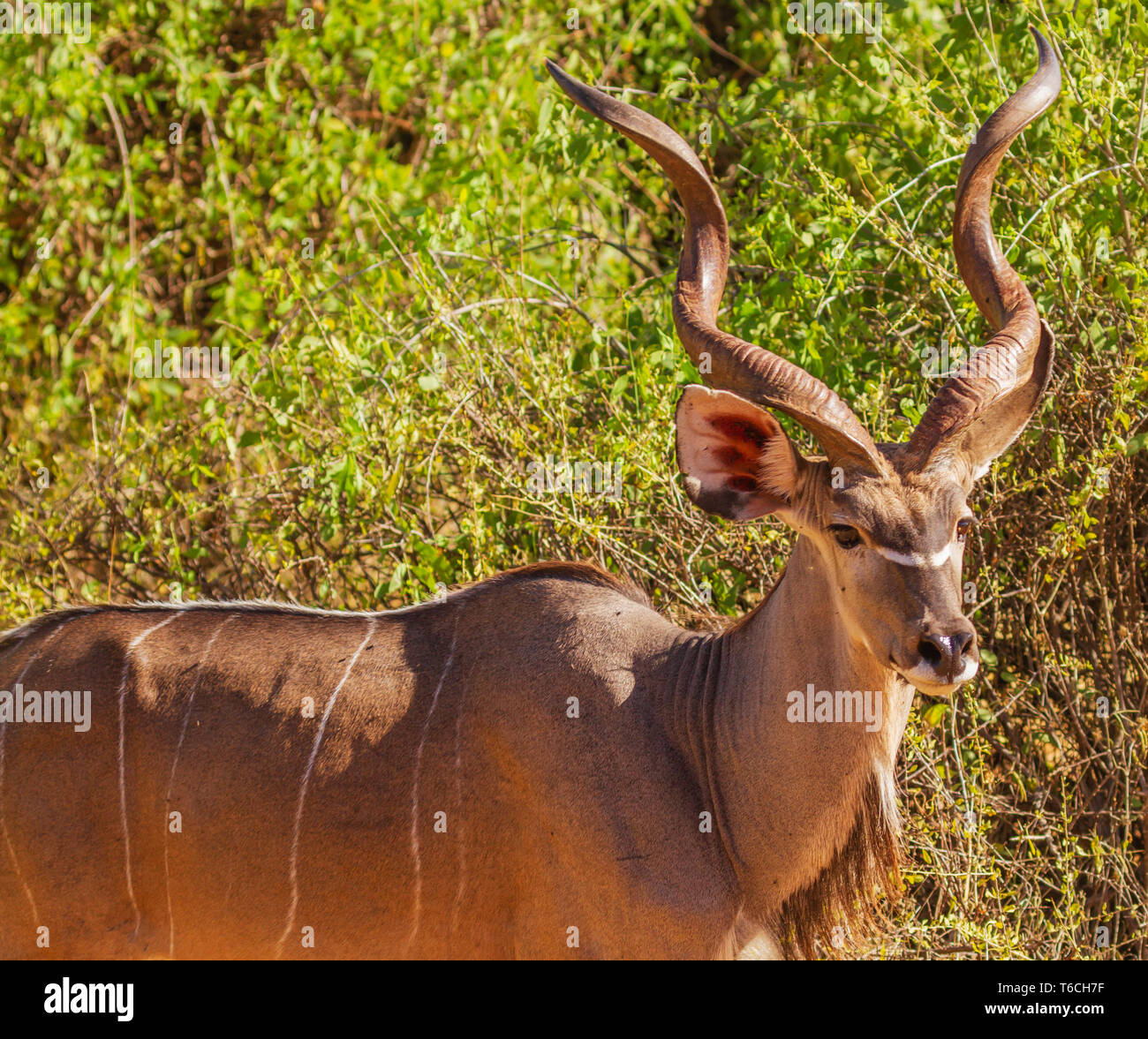 Homme grand koudou Tragelaphus strepsiceros, avec de magnifiques cornes, vue latérale avec un visage. La Réserve nationale de Samburu, Kenya Afrique de l'Est Banque D'Images