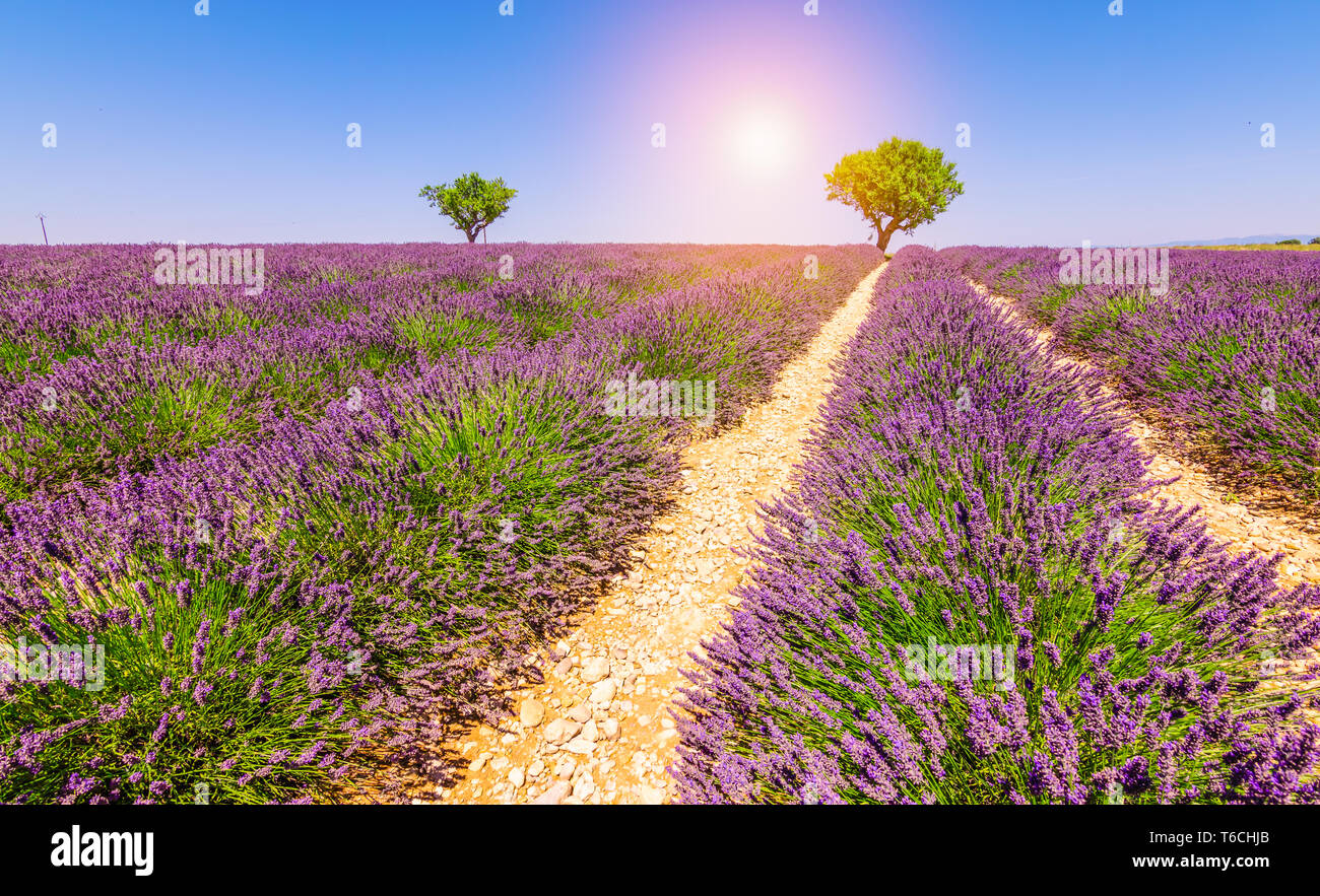 Champs de lavande en France. La saison de la lavande en Provence avec de belles fleurs pourpre à la fin de l'été, à proximité de la récolte. Banque D'Images