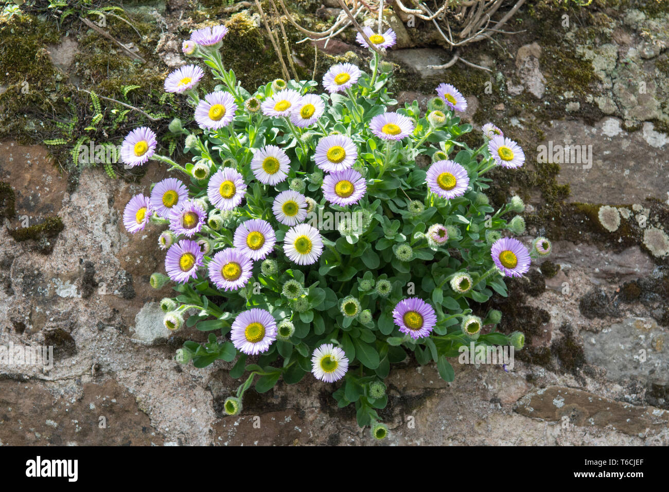 L'Erigeron Glaucus ou station ou daisy fleabane plante poussant sur un mur - UK Banque D'Images