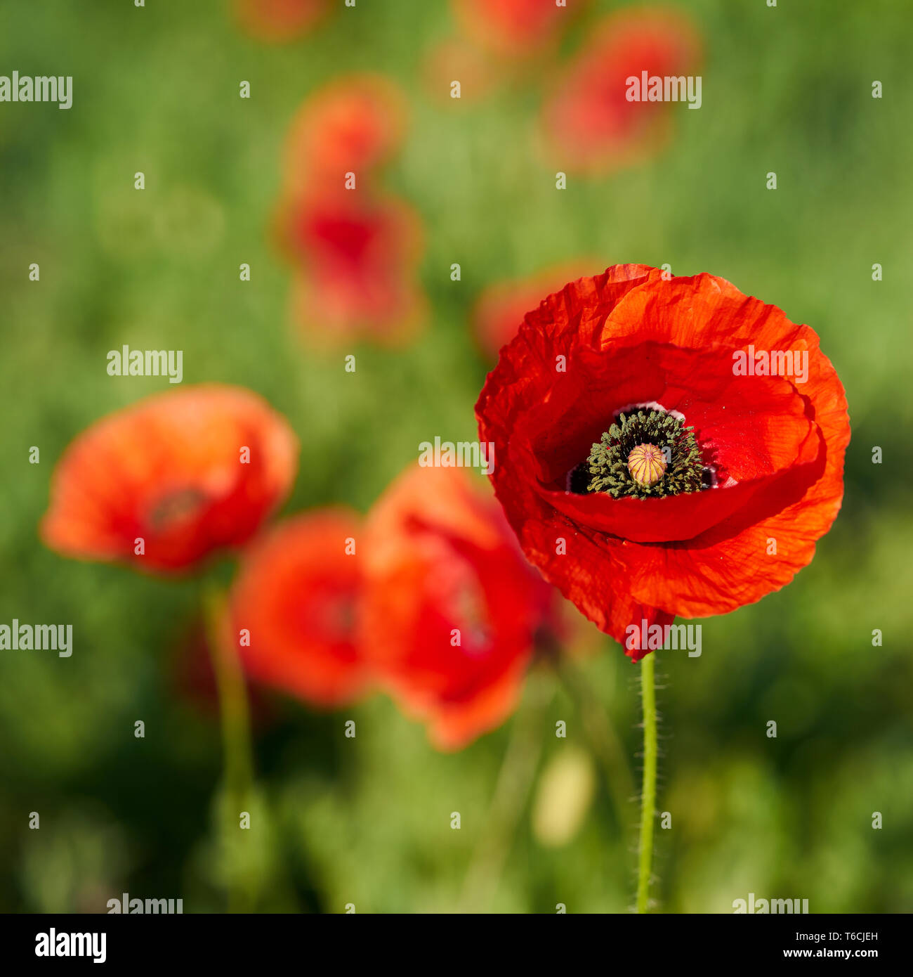 Coquelicots rouges sur un champ au printemps Banque D'Images