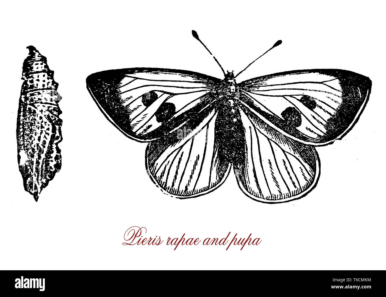 Papillon du chou Pieris rapae ou petit papillon de couleur blanche avec de petits points noirs sur les ailes Banque D'Images