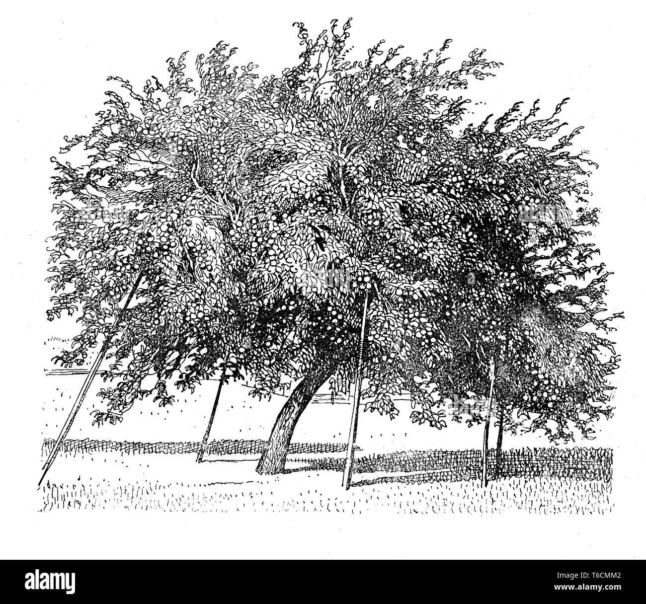 Illustration de l'agriculture : Old Apple Tree avec des branches denses en charge dans le verger Banque D'Images