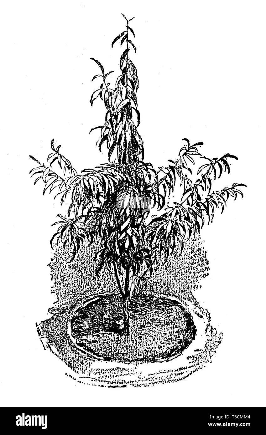 Verger vintage illustration montrant la croissance d'un peach tree un an après la plantation Banque D'Images