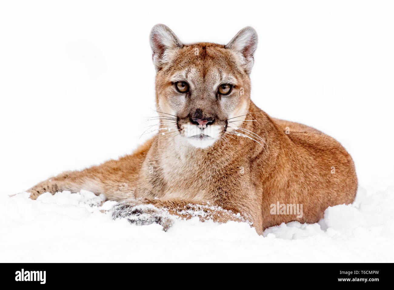 Le cougar va par beaucoup de noms y compris mountain lion, puma, panthère, ou catamount, est un grand chat originaire des Amériques. Banque D'Images