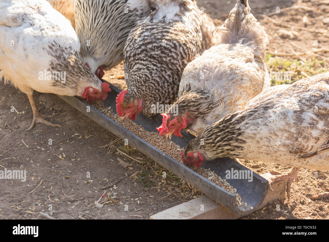 Manger des aliments à griller le poulet fait maison Banque D'Images