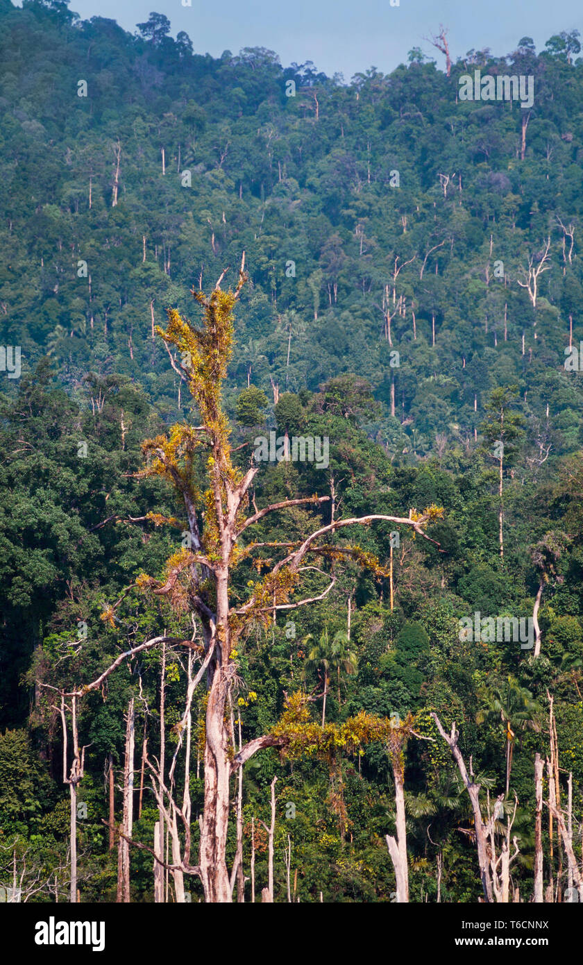 Des forêts tropicales inondées, le lac Kenyir, Pahang, Malaisie. Banque D'Images