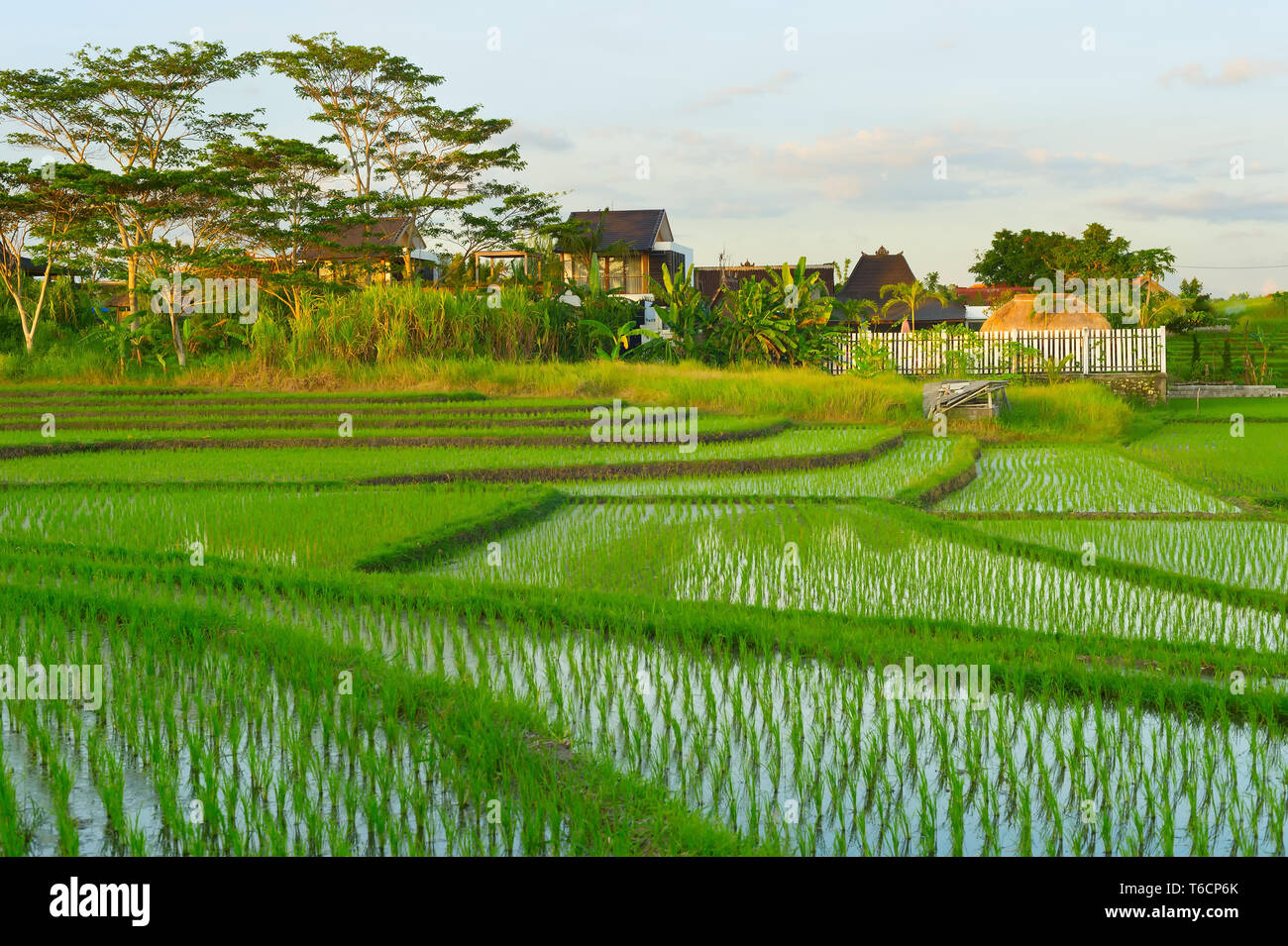 Les rizières de Bali au coucher du soleil Banque D'Images