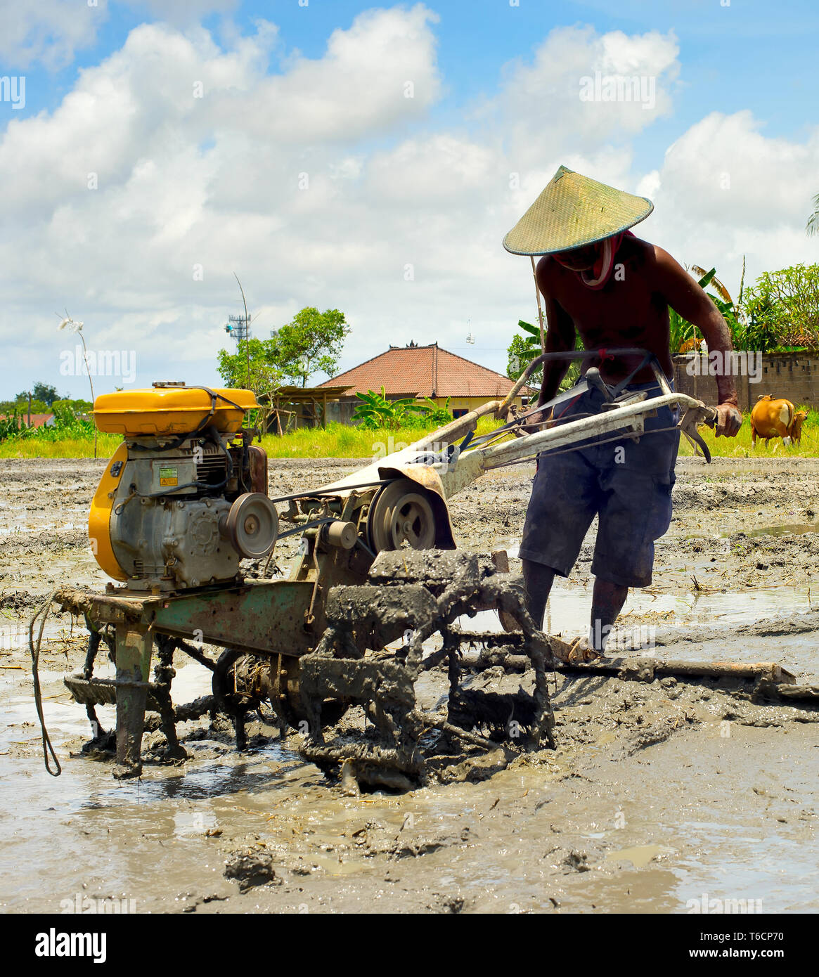 Champ de riz travailleur. Bali, Indonésie Banque D'Images