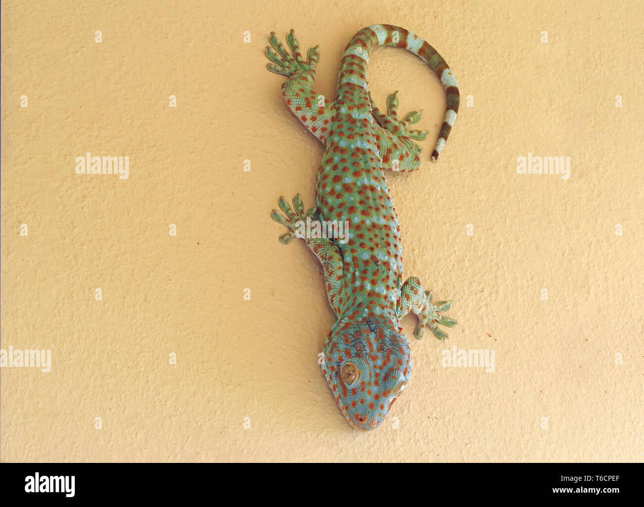 Gecko Tokay Gros plan sur le Mur est Banque D'Images