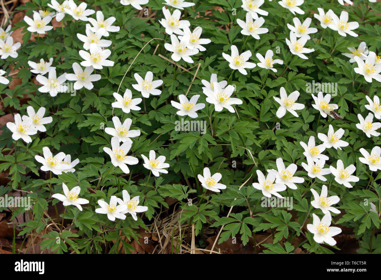 Arum creticum ou windflower, Anemone nemorosa, Allemagne Banque D'Images