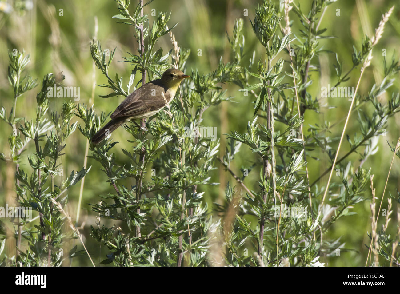 Willow warbler (Phylloscopus trochilus) Banque D'Images