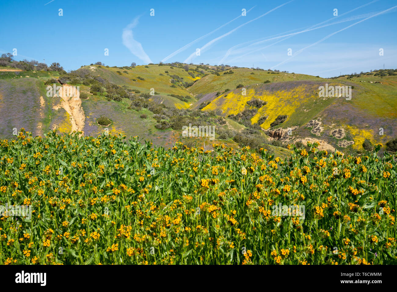Fleurs sauvages (fiddlenecks Amsinckia) à Carrizo Plain National Monument en Californie au cours du printemps, avec la faille de San Andreas en arrière-plan Banque D'Images