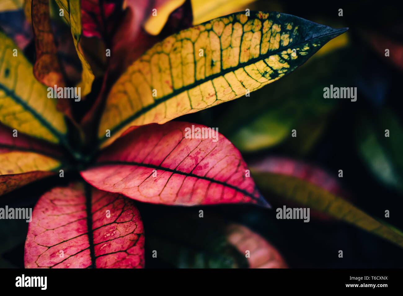 Croton belle fleur avec des feuilles rose et jaune sur fond sombre Banque D'Images