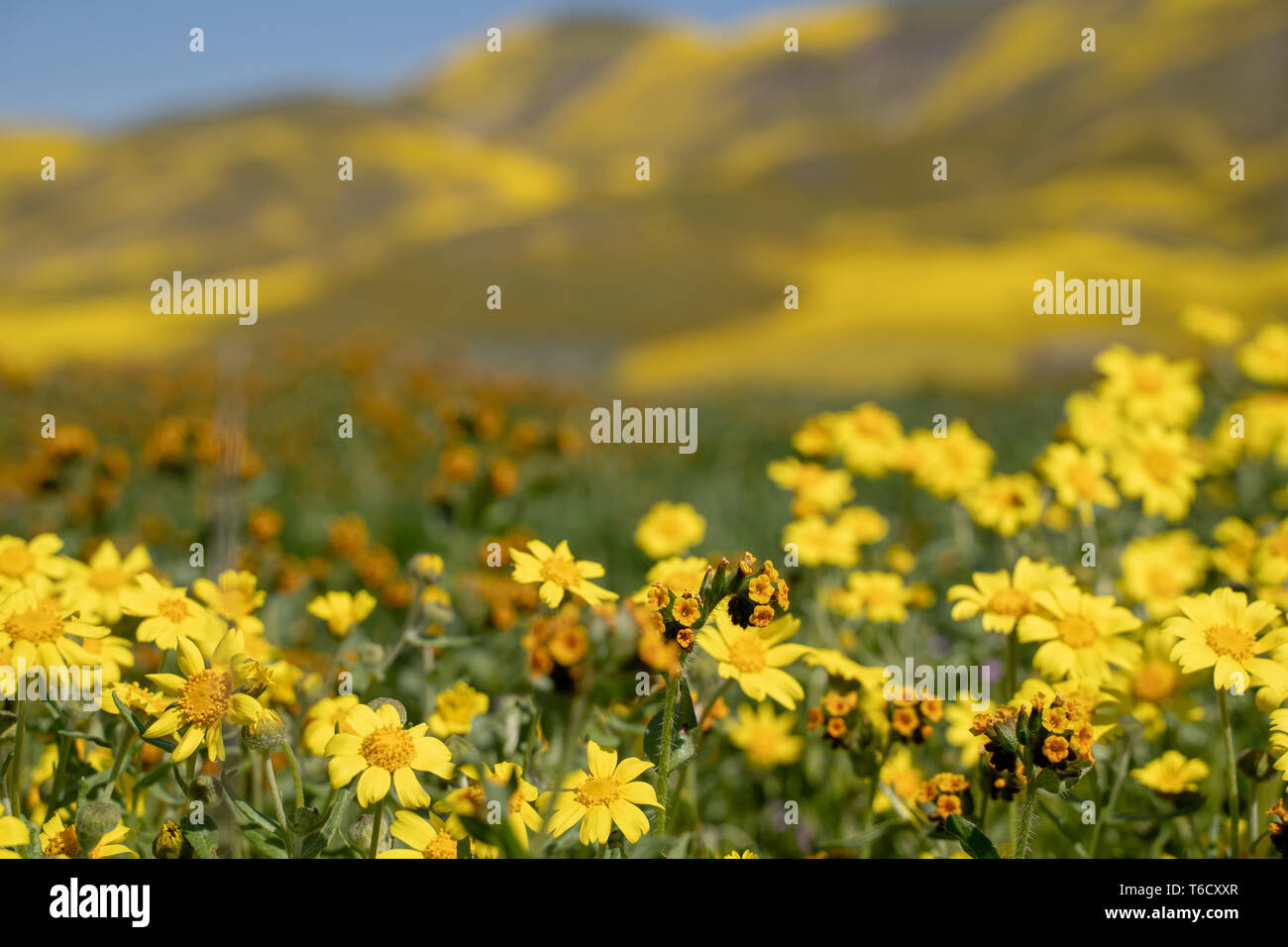 Les marguerites et colline fiddleneck fleurs sauvages en premier plan avec des collines de flou artistique de Carrizo Plain National Monument Banque D'Images
